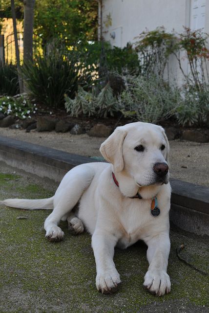 files/perro.jpg